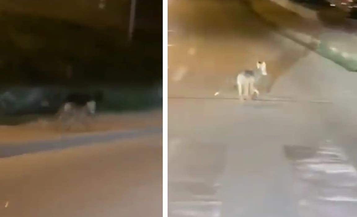 Vozač u čudu: Divlja životinja se stvorila nasred ceste u Splitu