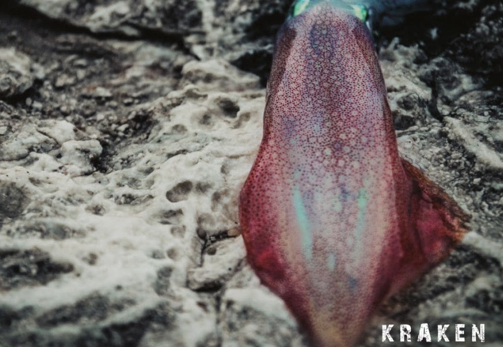 ALBUM U PRODAJI Najveća morska neman je savladana: Vice Versa je ulovio Krakena