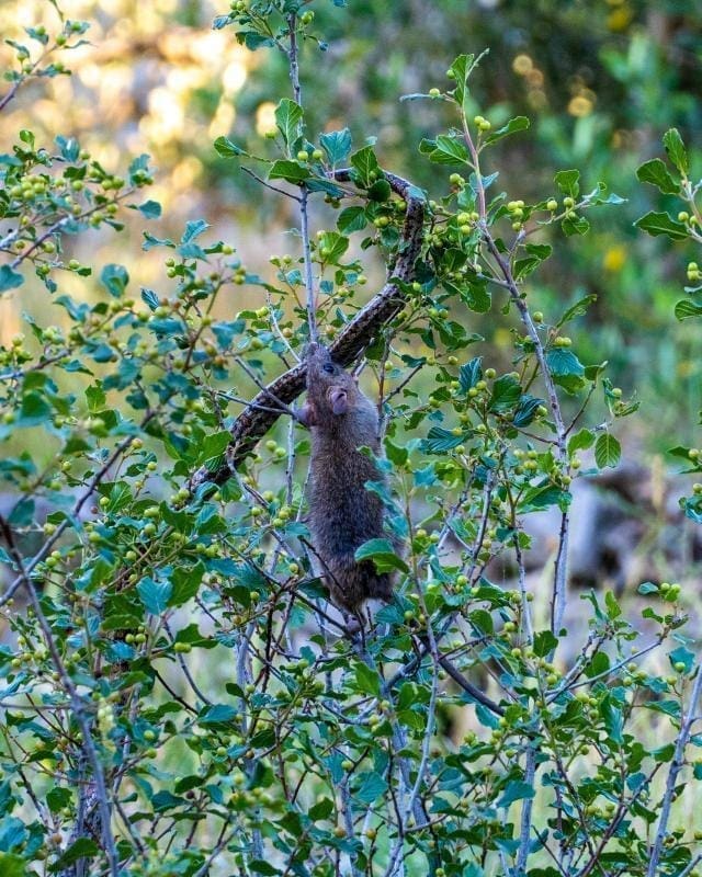 kravosas-pantagana-borba(2)