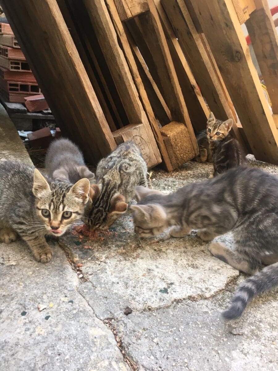 macke-zooloski-split(5)