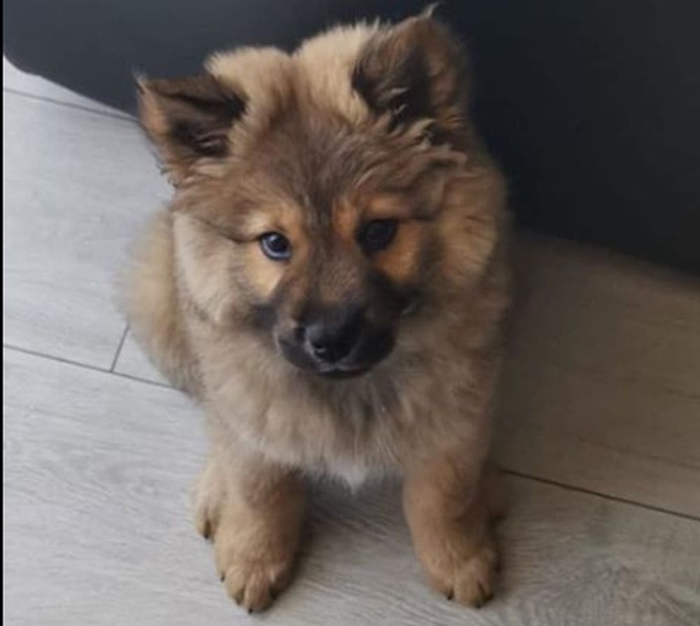 PAHULJICA PRONAĐENA! Splićanin tražio nestalog psića, potraga urodila plodom