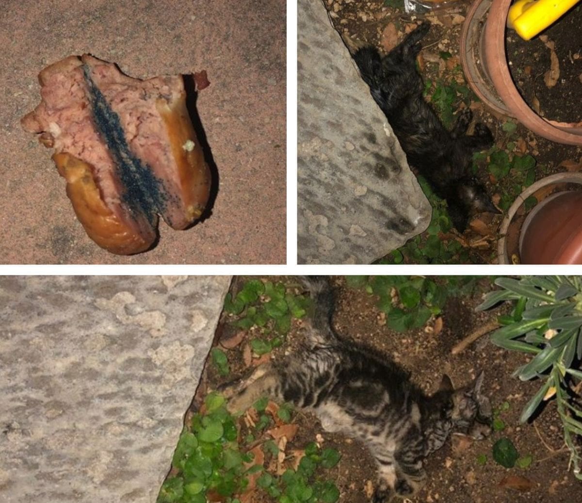 PANIKA U BRELIMA Ušao na privatan posjed i otrovao mačku i mačiće