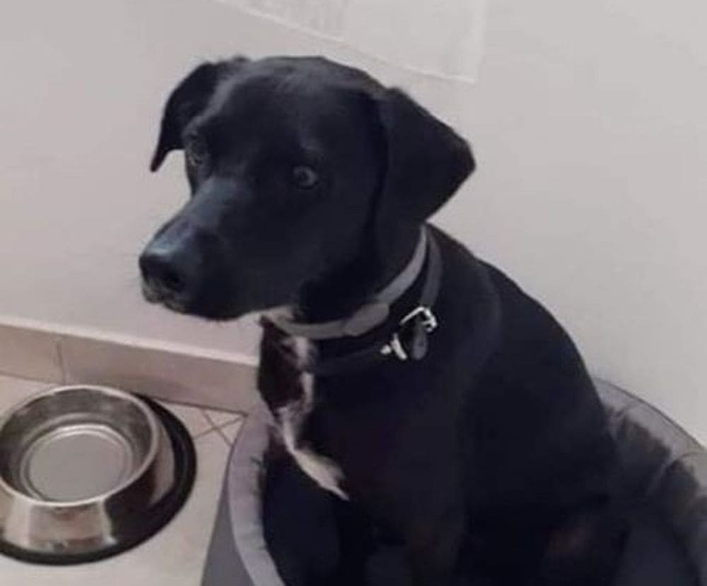 Apel na udomljavanje psa: "Pružite joj kutak svoga doma"