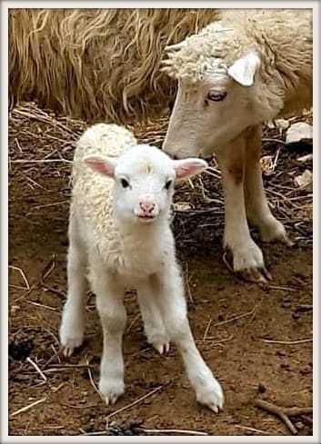 radionica_vuna_ovca01