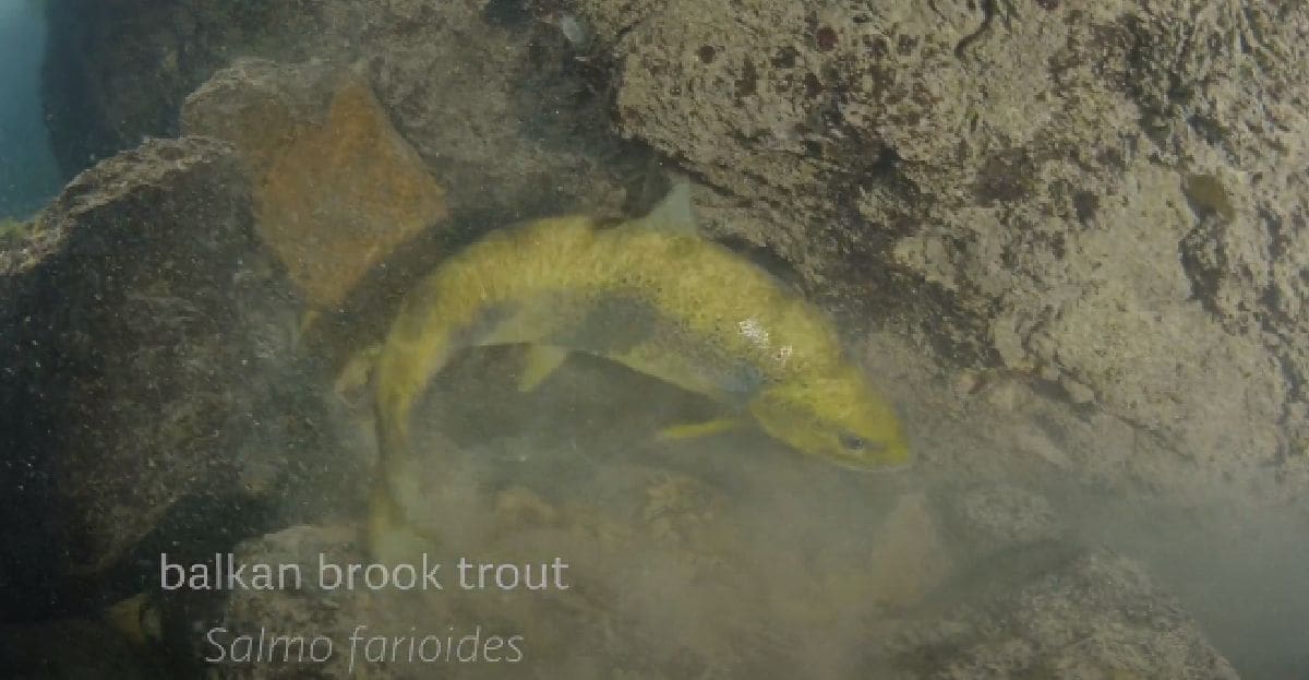 U drugom nastavku, Divlji svijet Nacionalnog parka „Krka“ uranja ispod površine i predstavlja ribe