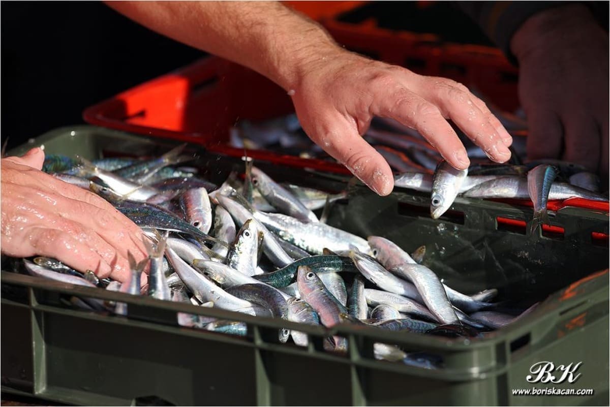 Vratila se srdela na ribarnice