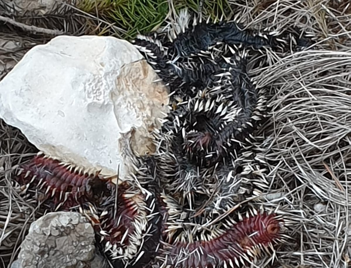 U UVALI SE RAZMNOŽILI VATRENI CRVI "Jedna je žena nogom dotakla ovog crva, te je završila na hitnoj"