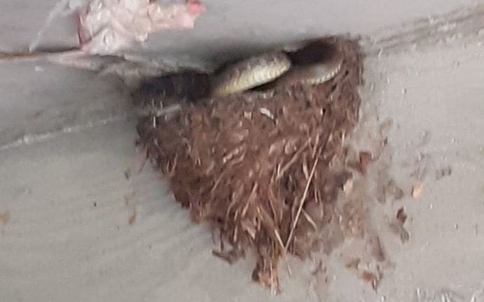 Triljani u čudu: U lastavičje gnijezdo ušla zmija, vatrogasci intervenirali