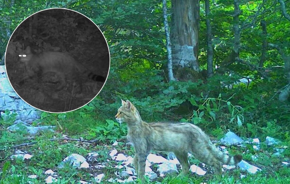 OČARAVAJUĆI PRIZORI Na Dinari snimljen bešumni noćni lovac Felis silvestris