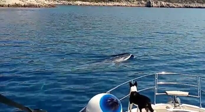 VIDEO POSJETILI JADRAN Bliski susret s kitovima kraj Šolte