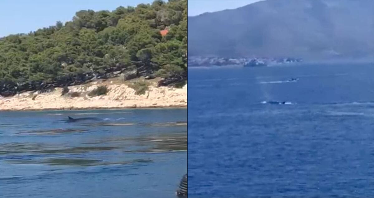 SPEKTAKULARNE SNIMKE Druga najveća životinja na svijetu: Kitovi zalutali u Dalmaciju, stanovnici uživali u prizorima