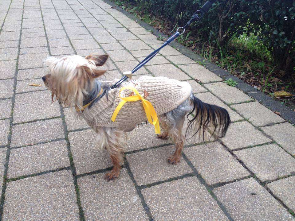 Pogledajte što trebate učiniti ako ugledate psa sa žutom vrpcom