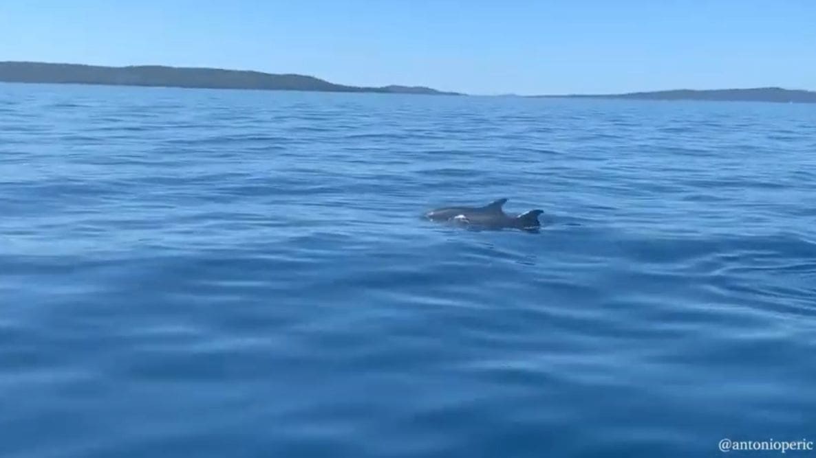 UVIJEK IZAZOVU ODUŠEVLJENJE Dupini snimljeni ispred Splita