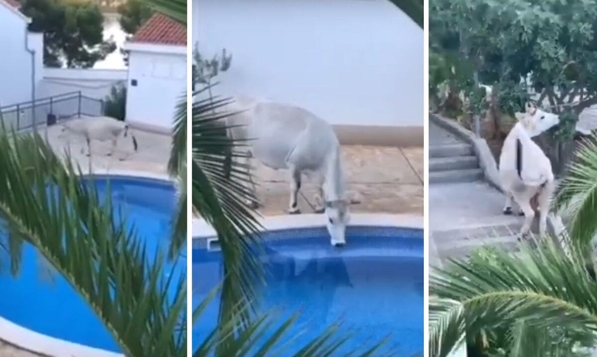 URNEBESNO Krava ušetala u poznati dalmatinski resort: Pila vodu iz bazena, jela zelenilo, čak je obavila i nuždu