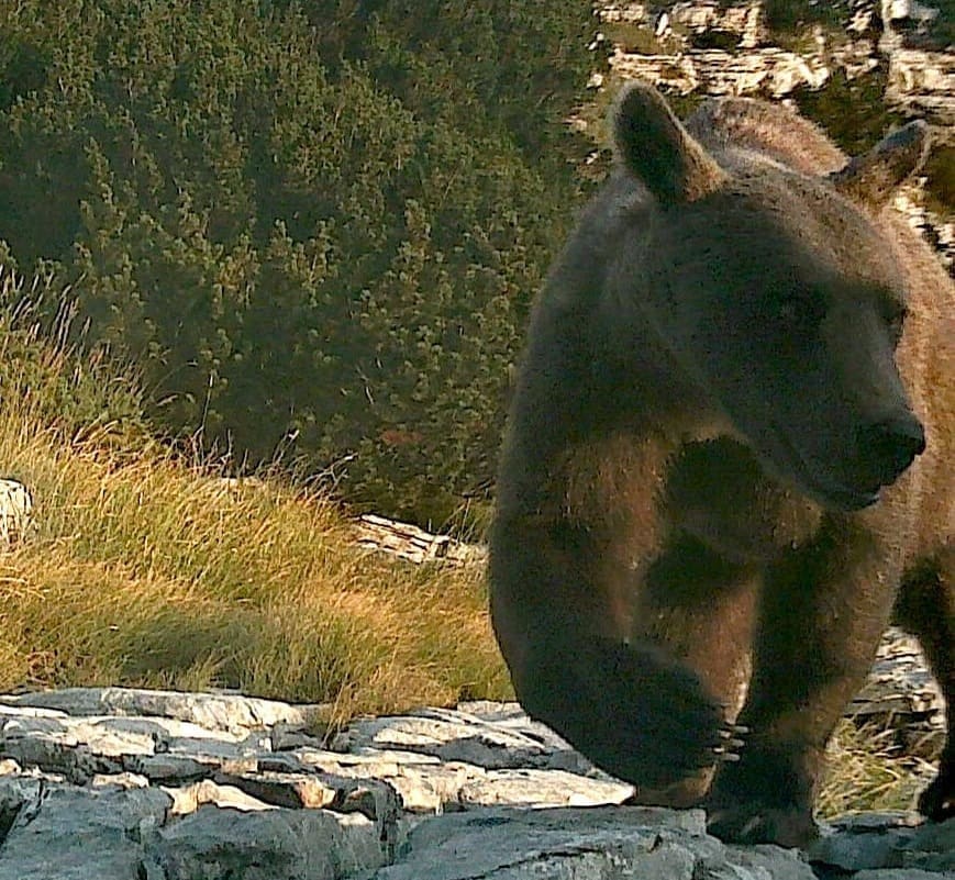 Na Dinari snimljena najveća kopnena zvijer u Hrvatskoj: Medvjedu je najviša hrvatska planina stalni dom