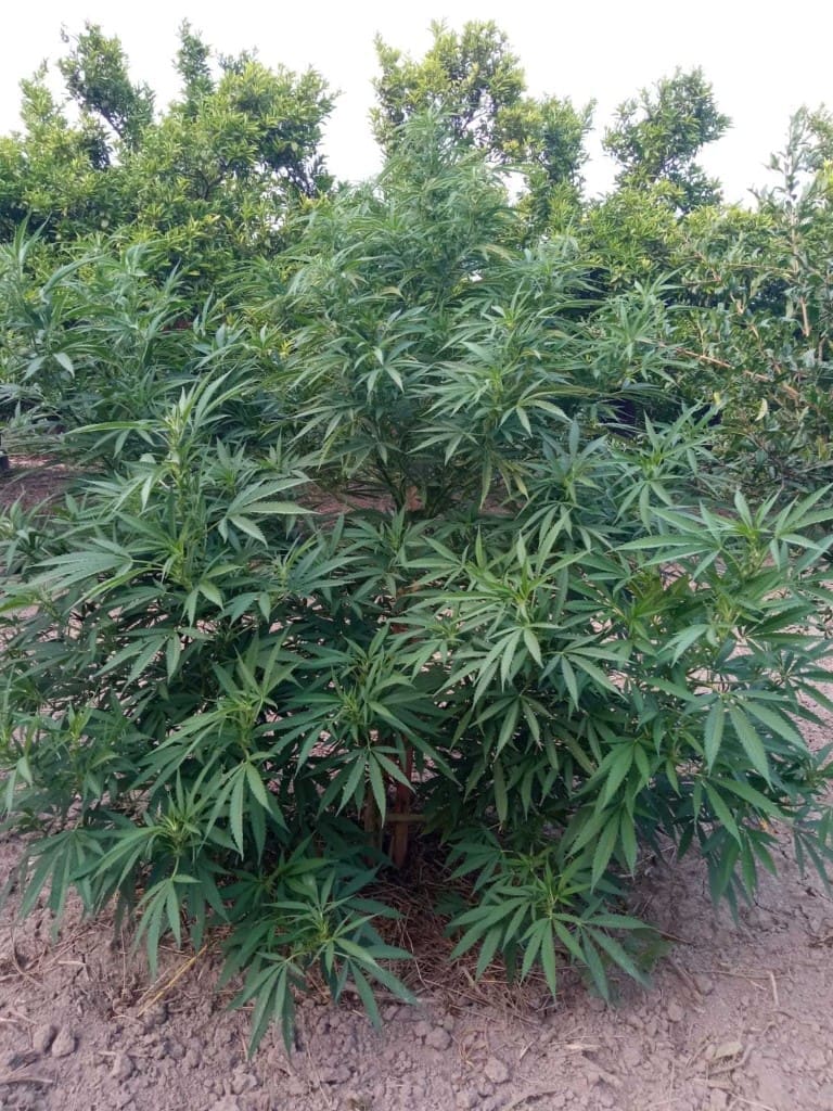 stabljike-marihuane (1)