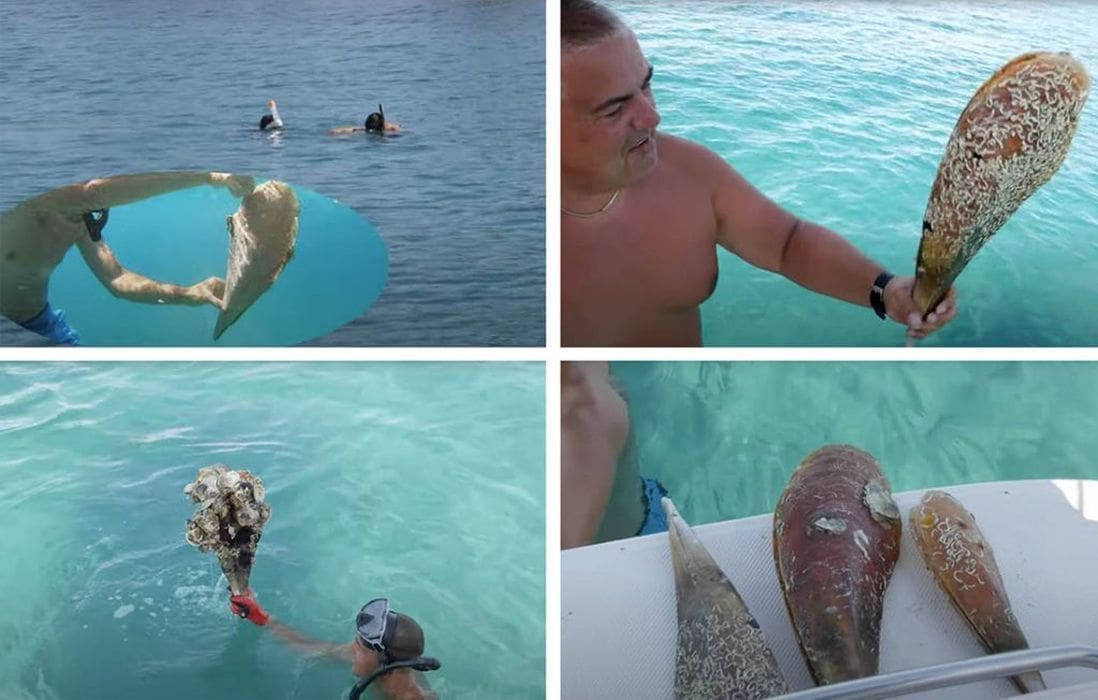 Poljski vlogeri čupaju možda i posljednje primjerke periski; "Avanturu" snimili i objavili