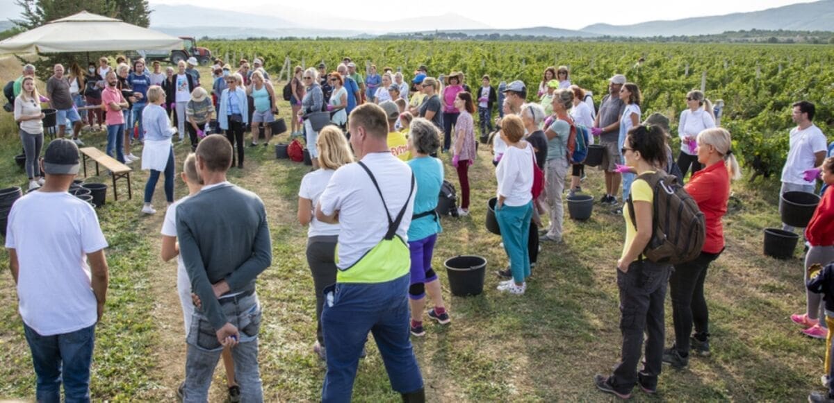 barba_dalmacijavino_vinograd(1)