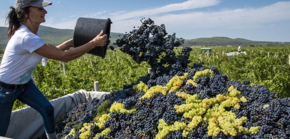 Ogroman interes za izlet u berbu Dalmacijavina: "Ovu bezbrižnost nitko ne može platit"