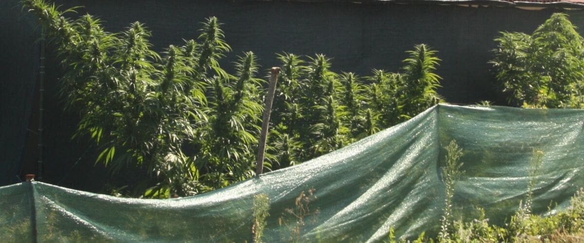 Splićanin (25) u stanu uzgajao konoplju, Makaraninu pronašli različite vrste droga