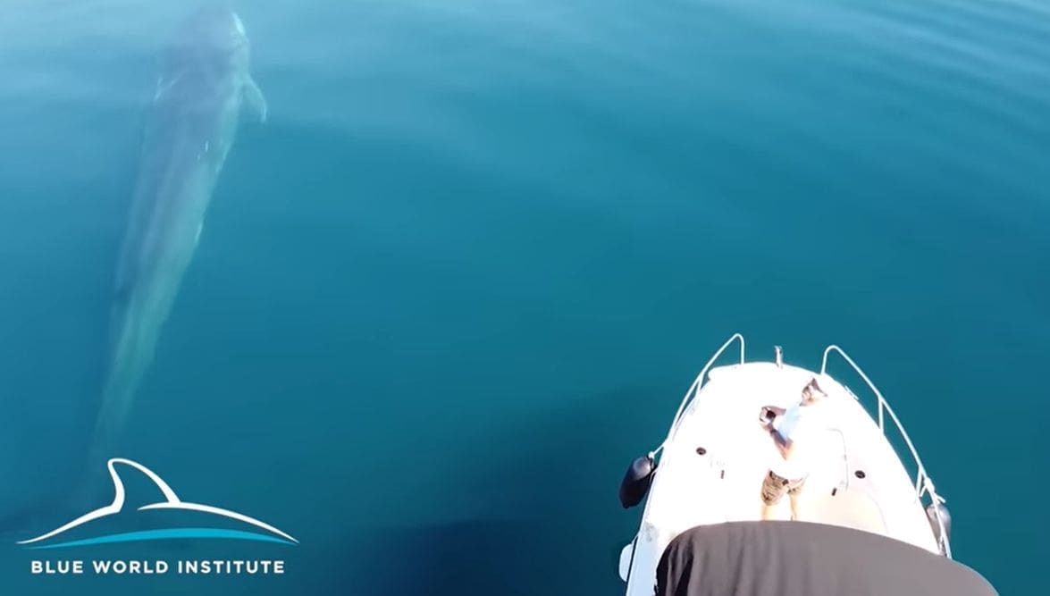 Snimljen veliki kit u Velebitskom kanalu