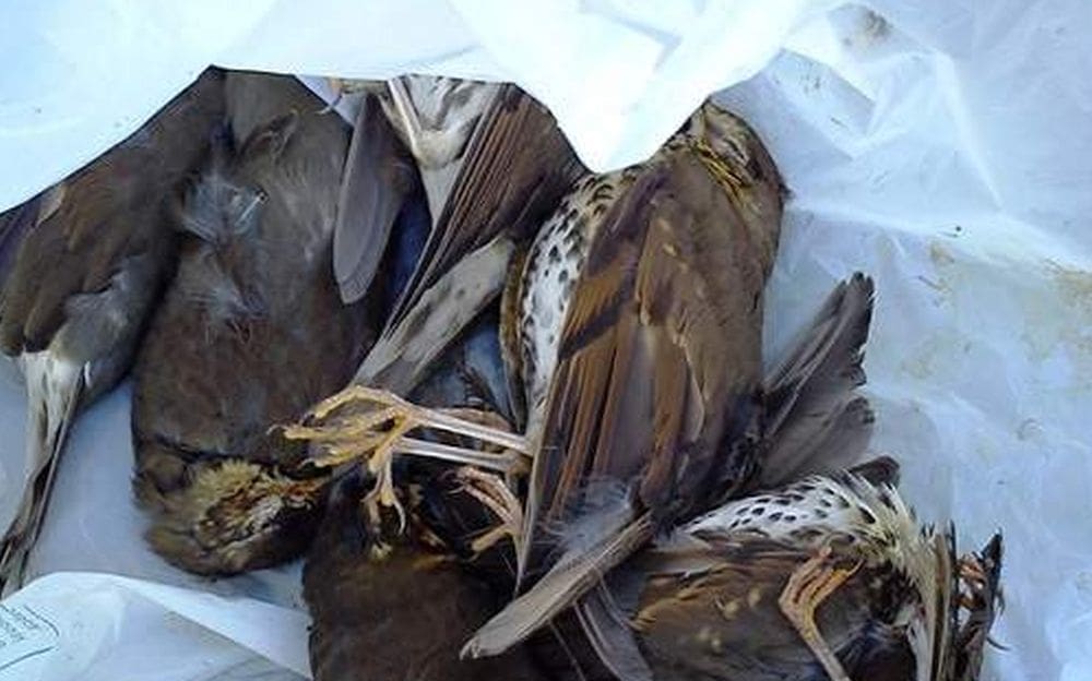 BIOM traži zabranu olovne sačme na rijekama, jezerima i močvarama: Ispucane stotine tona lovačkog olova koje truje ljude i prirodu