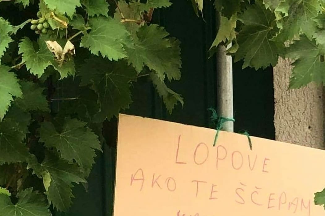 HIT "Modra šljivica umjesto galice": Pogledajte kako Dalmatinci štite lozu
