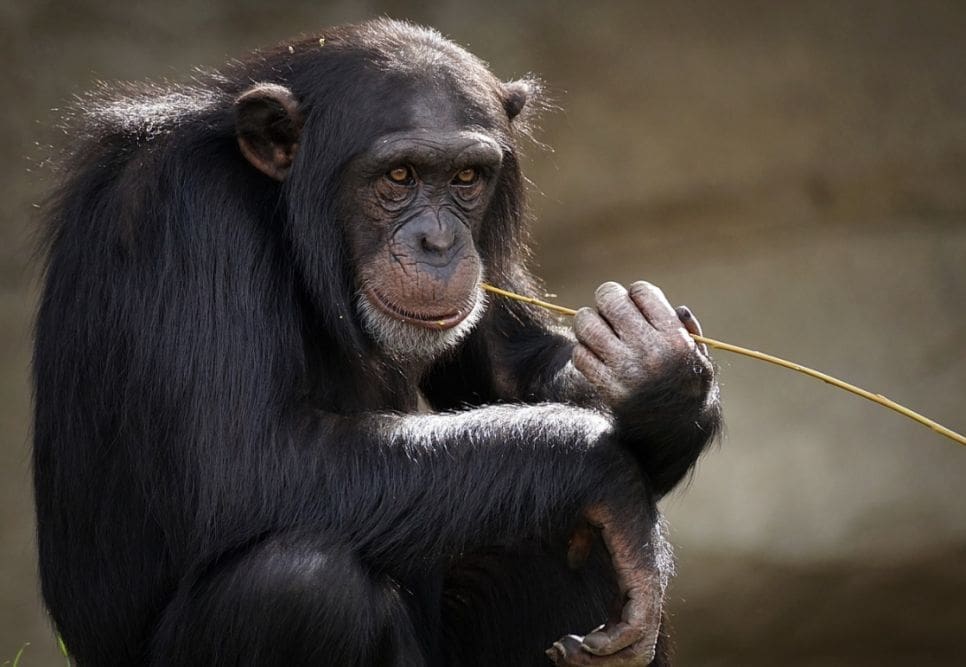 U Americi vlada nestašica majmuna zbog utrke za cjepivom