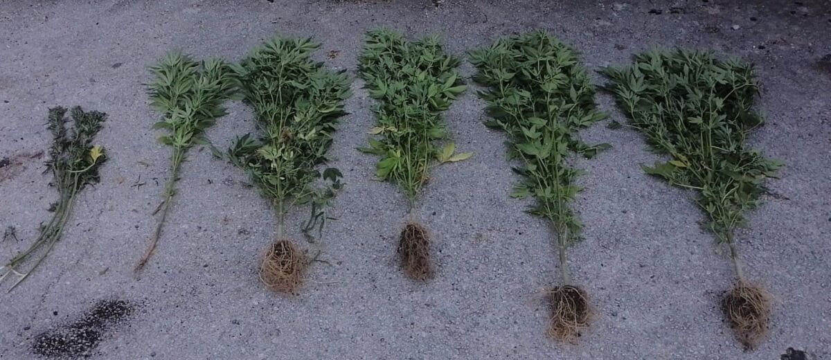 Trogiraninu policija pretražila kuću, pronašli mu 27 stabljika marihuane