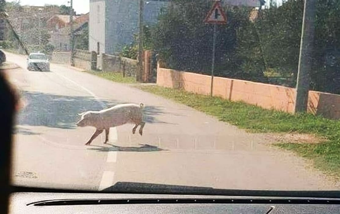 Prase bježalo cestom pa postalo hit na društvenim mrežama: "Op, pršute"