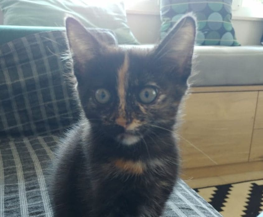 APEL OČAJNE VLASNICE: "Nestala je naša Munja. Pomozite nam je naći. Nije mogla samo tako nestati"