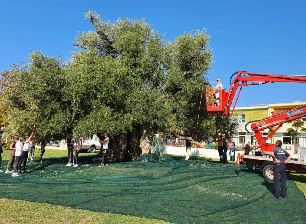 Idete li u berbu maslina, prognoza vremena bi vas mogla oduševiti