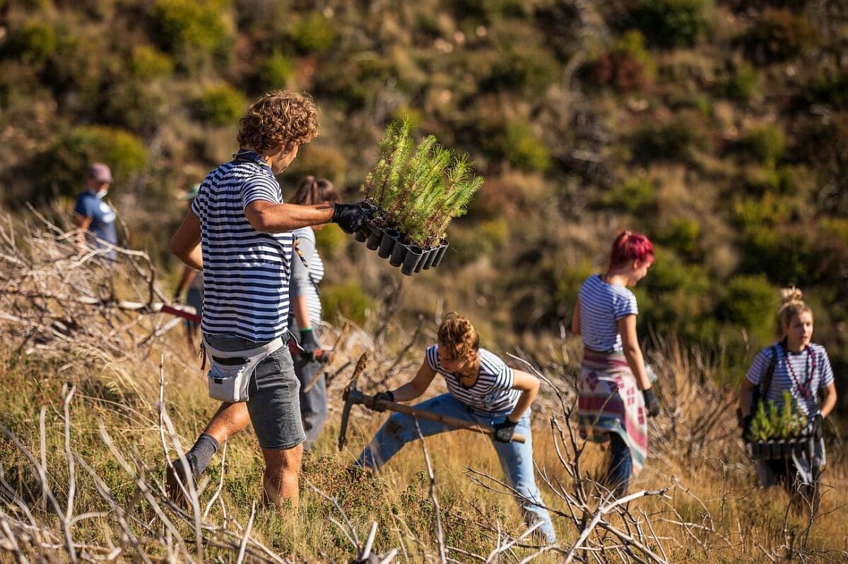 boranka_zrnovnica(14