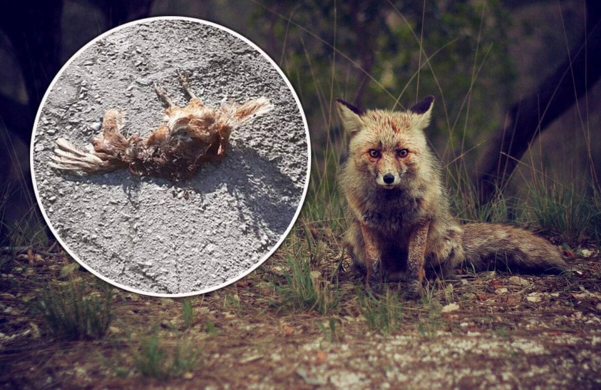 STANOVNICI NA STO MUKA Lisice se spuštaju do istoka Splita, ne boje se ljudi i kolju kokoši