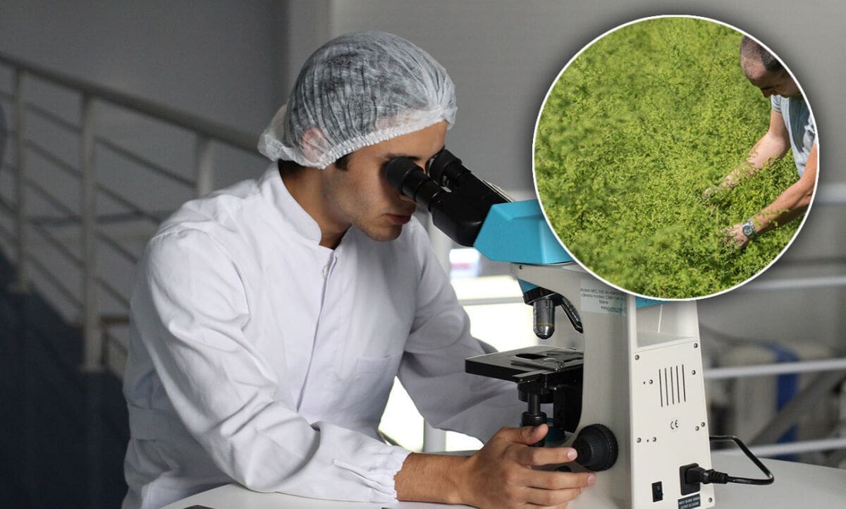 Stručnjaci ne mogu vjerovati: "Biljka iz Hercegovine pomaže u liječenju koronavirusa!"