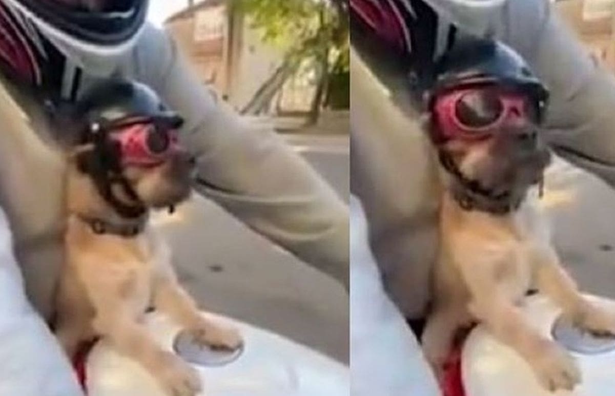 OVO JOŠ NISTE VIDJELI Ovaj prizor se dogodio danas u Splitu: Pogledajte psa u punoj opremi na motoru