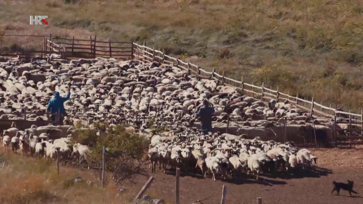 Posljednji pastiri na obroncima Dinare: Kad jaganjci zableje