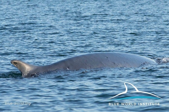 Kit pronađen u rujnu i dalje pliva Novigradskim i Karinskim morem
