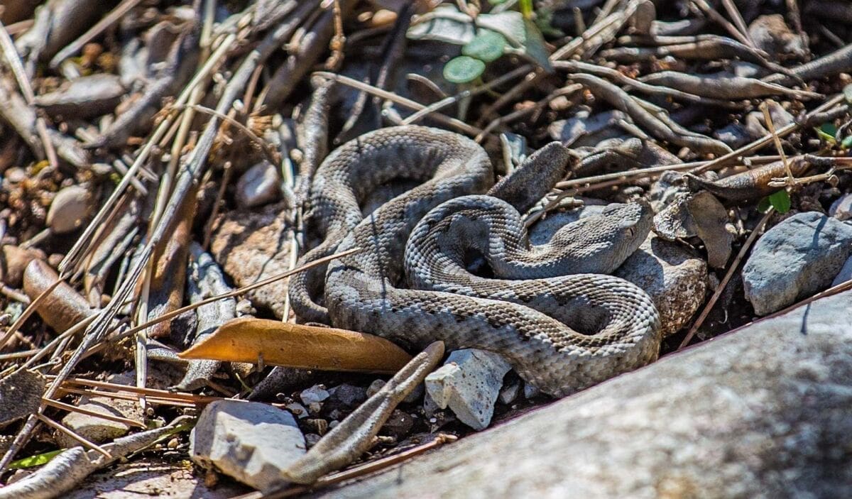 BERAČI MASLINA, OPREZ! Jesen je topla i poskoci još ne spavaju: "Stajao je ispod stabla"
