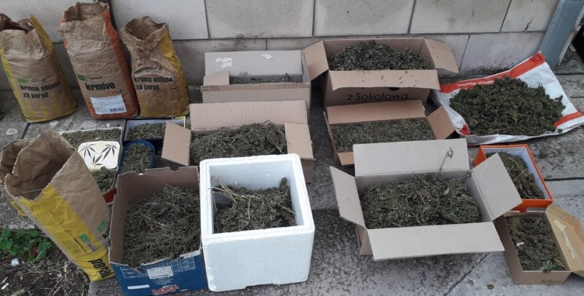 KAKAV ULOV Policija na Visu zaplijenila 25 kila "trave", stabljike marihuane i sjemenke marihuane