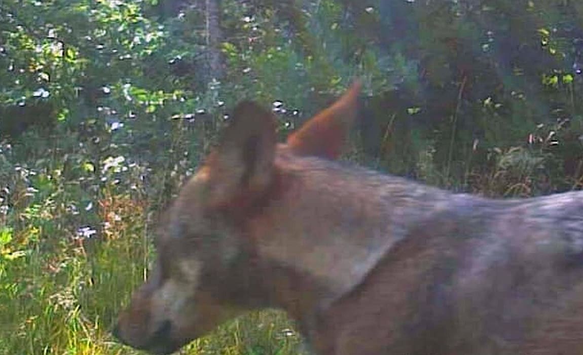 BLISKI SUSRET S VUKOM Kamere na Dinari snimile divlju zvijer iz neposredne blizine