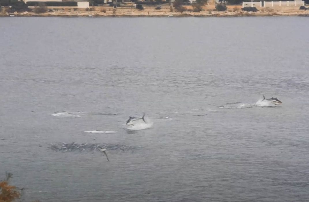 VIDEO Jato tuna u lovu na ribu uzburkalo more na Čiovu: "Čim sam došao vidio sam da 'kuva' more"