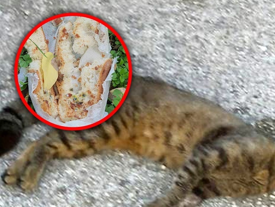 HOROR U SPLITU Netko masovno truje mačke, pogledajte što manijaci bacaju po parkovima