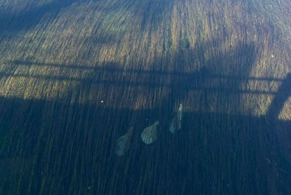 "To je neko sakrio dolazi mu punica u goste": Slika pršuta oduševila ekipu s društvenih mreža