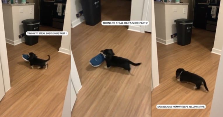 SMIJEH DO SUZA: Jazavčar pokušao vlasniku ukrasti cipelu, ali nešto se dogodilo i nije uspio