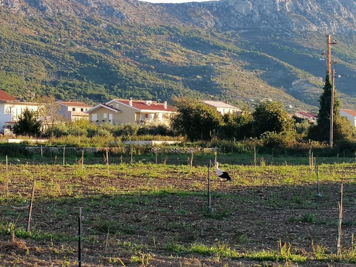 RODA U KAŠTELIMA: Toplo vrijeme očito je "zbunilo" ovu pticu selicu