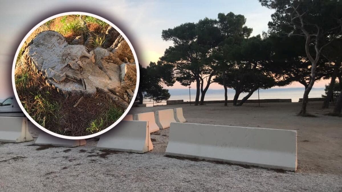 ŠTO SE DOGAĐA? "Mic po mic" i Šumica je već ostala bez 53 stabla