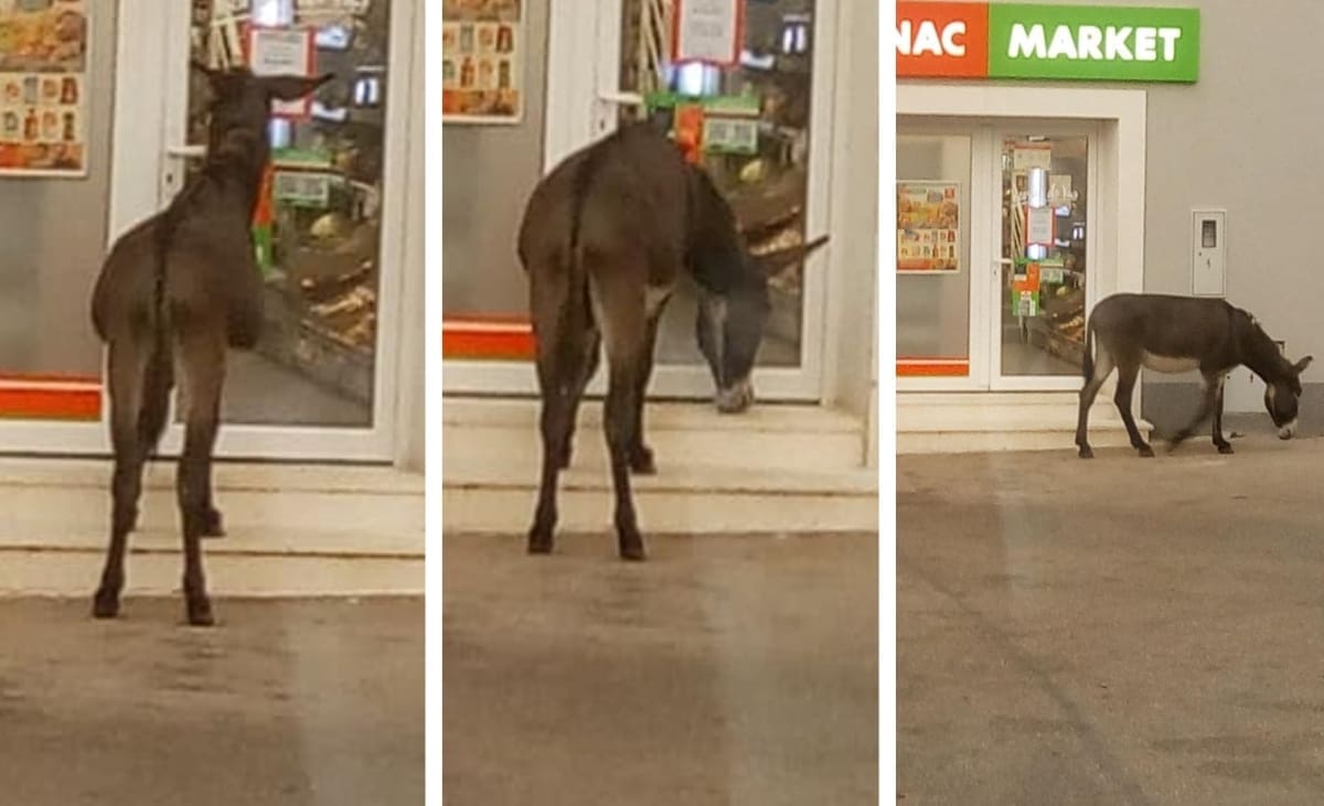 "ZABORAVIO MASKU" Prizor s dalmatinskog otoka nasmijao društvene mreže: Tovar "zavirio" u dućan, pa otišao