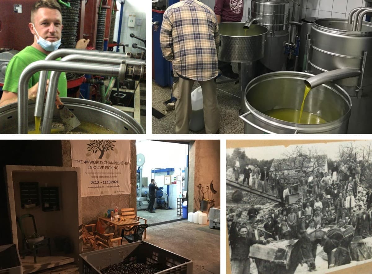 BRAČKI MASLINARI: "Nismo dobro izbrendirani. Istrani kupe bračko ulje za 10 eura, pa ga prodaju duplo zbog boljeg marketinga"