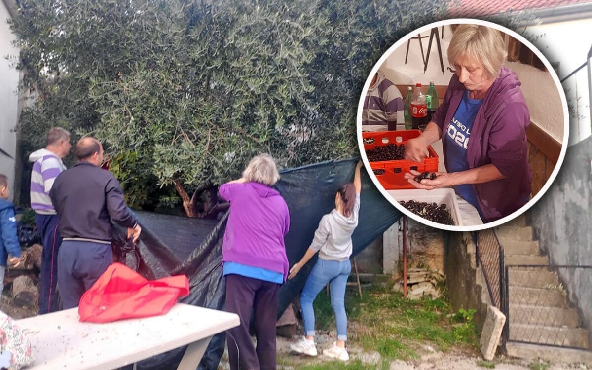 TALIJANKA 'URODILA': S jedinog stabla na 500 metara nadmorske visine u Kijevu, ubrali 57 kila maslina